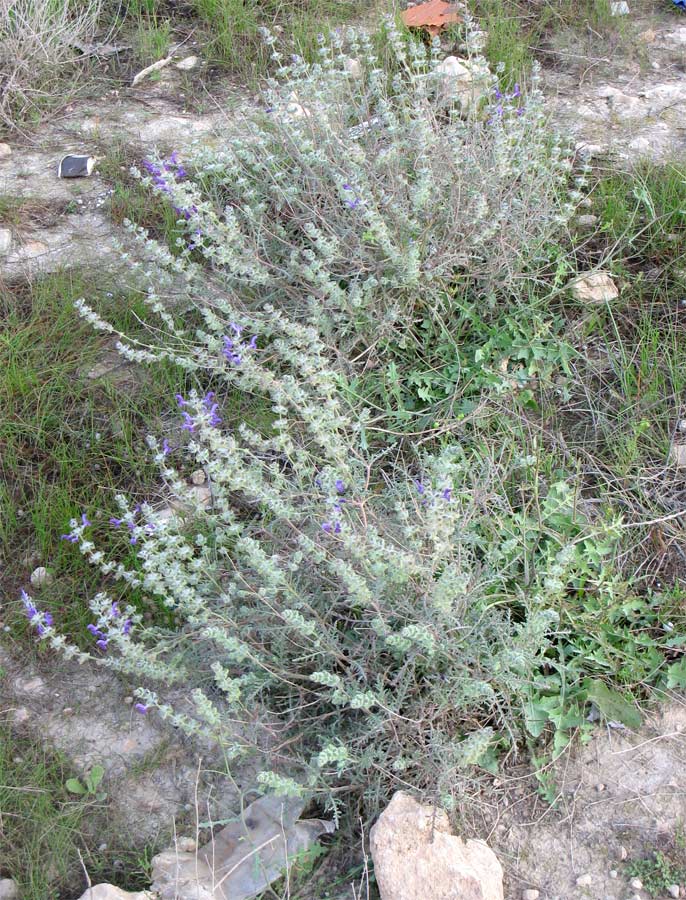 Image of Salvia lanigera specimen.