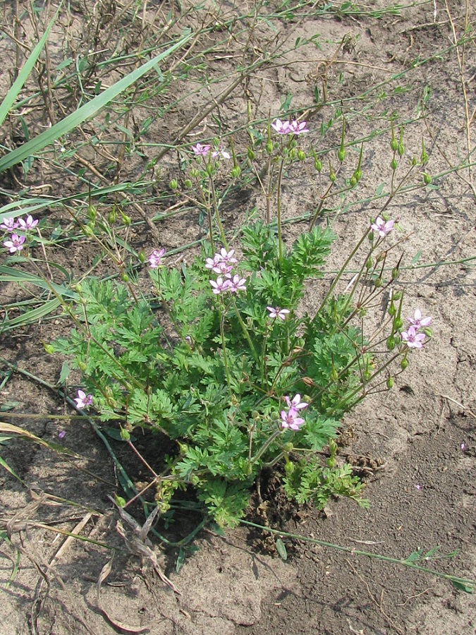 Изображение особи Erodium cicutarium.