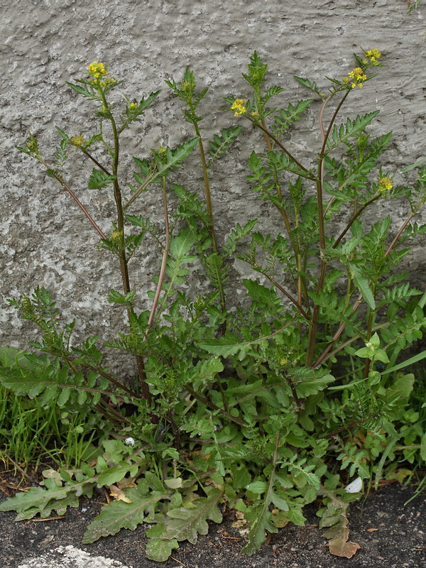 Image of Rorippa palustris specimen.