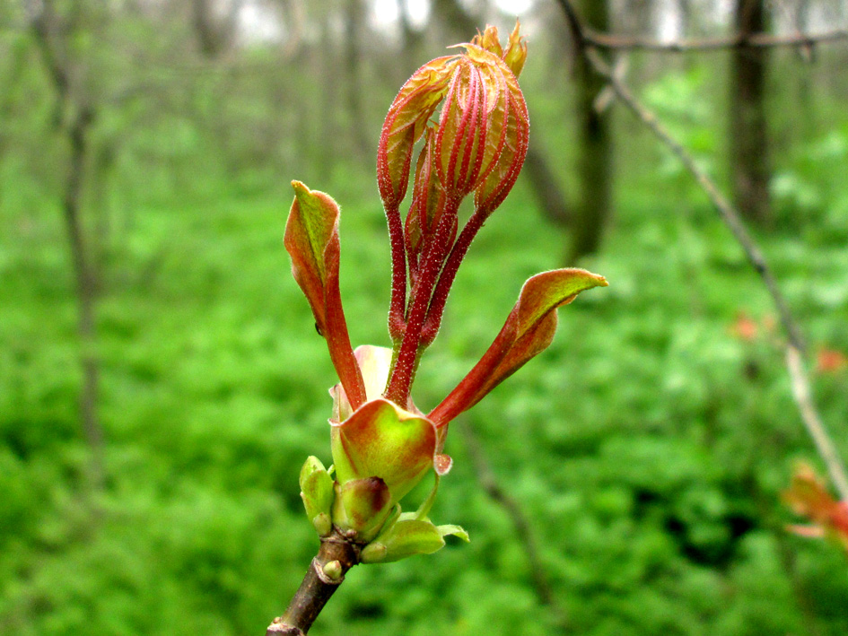 Image of Acer platanoides specimen.