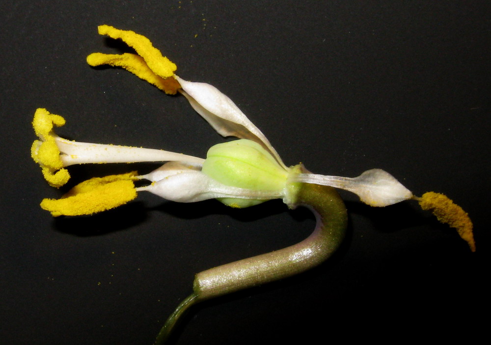 Image of Erythronium sibiricum specimen.