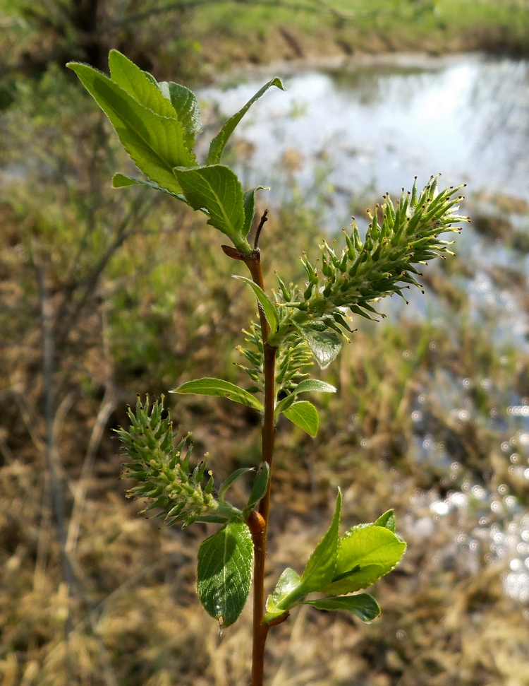 Image of Salix &times; tetrapla specimen.