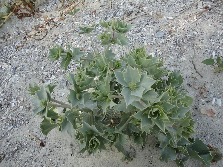 Image of Eryngium maritimum specimen.