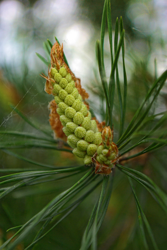 Изображение особи Pinus sylvestris.