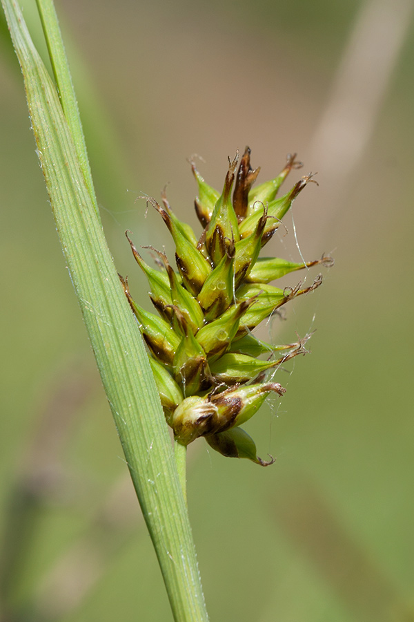 Image of Carex hostiana specimen.