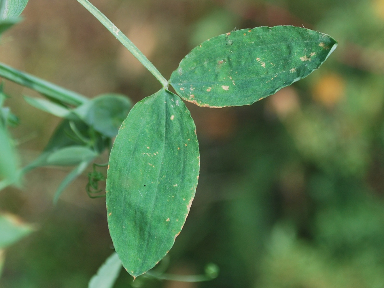 Image of Lathyrus pratensis specimen.