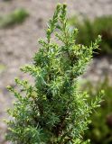 Juniperus variety saxatilis