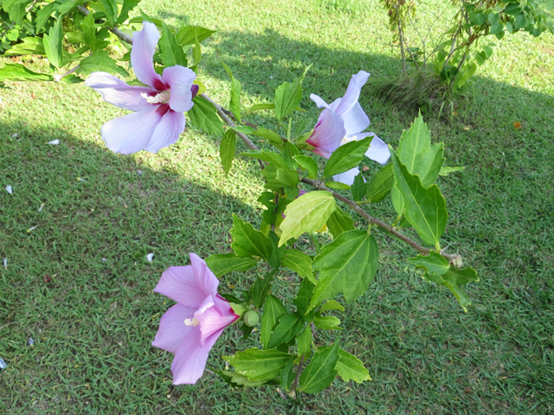 Image of Hibiscus syriacus specimen.