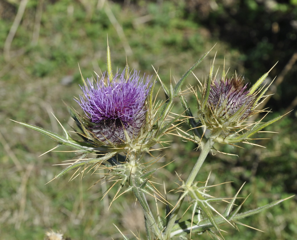 Image of Cirsium eriophorum specimen.