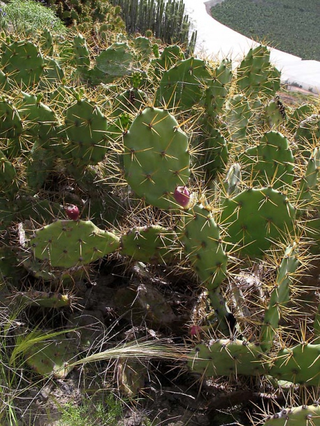 Image of Opuntia dillenii specimen.