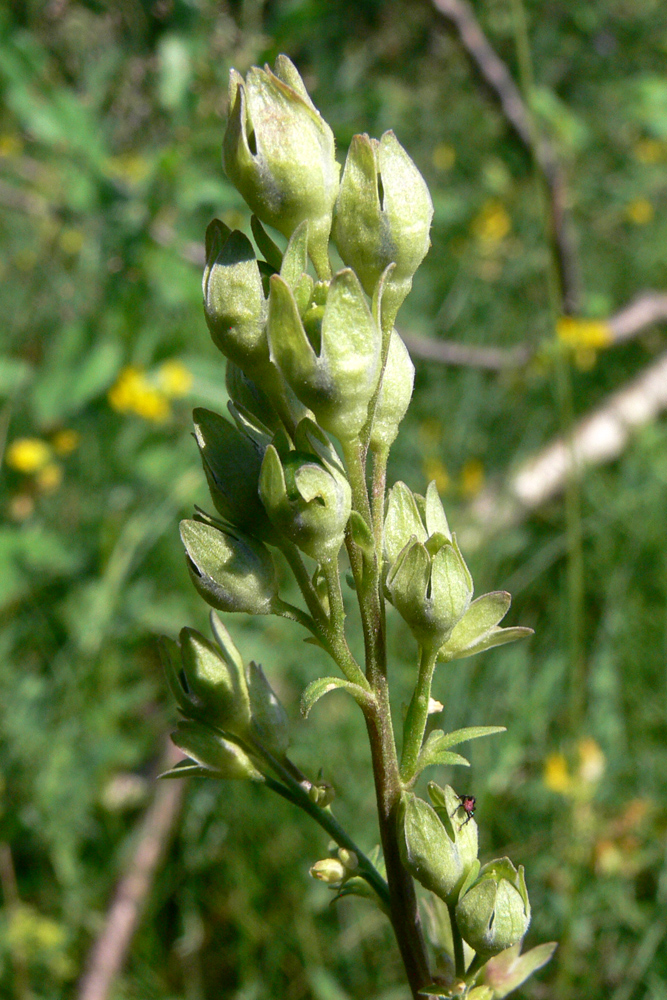 Image of Polemonium caeruleum specimen.