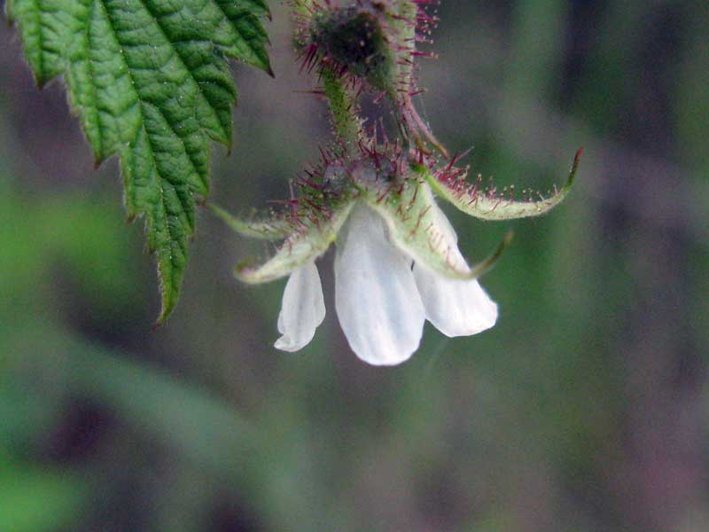 Изображение особи Rubus matsumuranus.