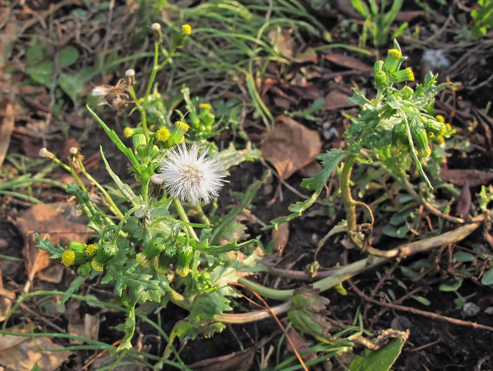 Изображение особи Senecio vulgaris.