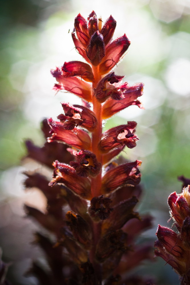 Image of Orobanche laxissima specimen.