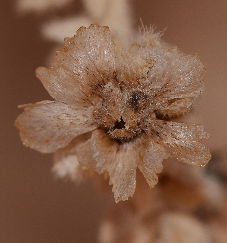 Image of Salsola inermis specimen.