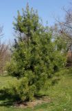Pinus bungeana. Взрослое растение. Германия, г. Дюссельдорф, Ботанический сад университета. 10.03.2014.