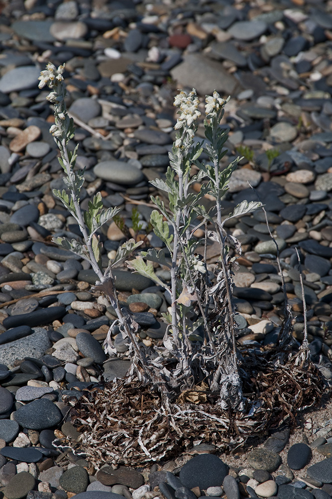 Image of genus Artemisia specimen.