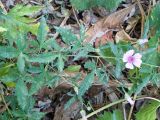 Althaea cannabina