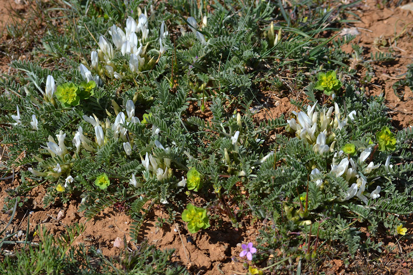 Image of Astragalus rupifragus specimen.