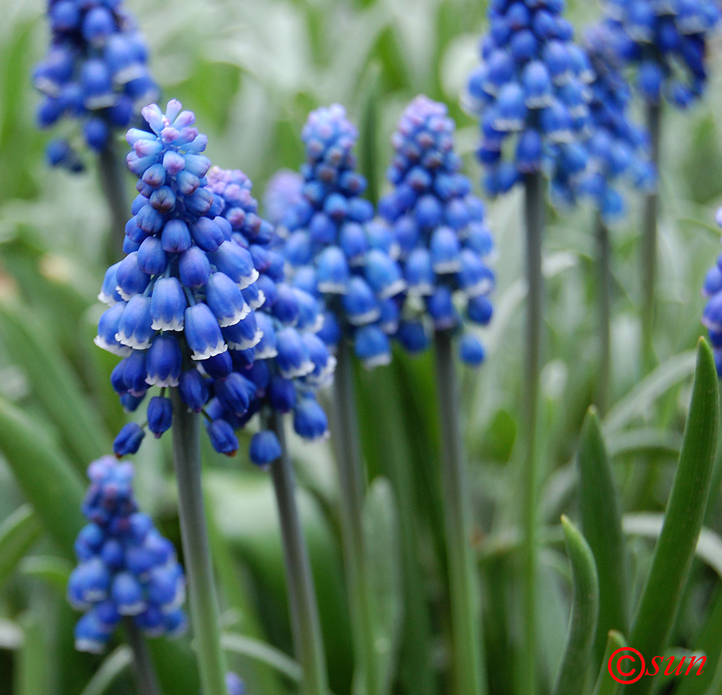 Изображение особи Muscari botryoides.