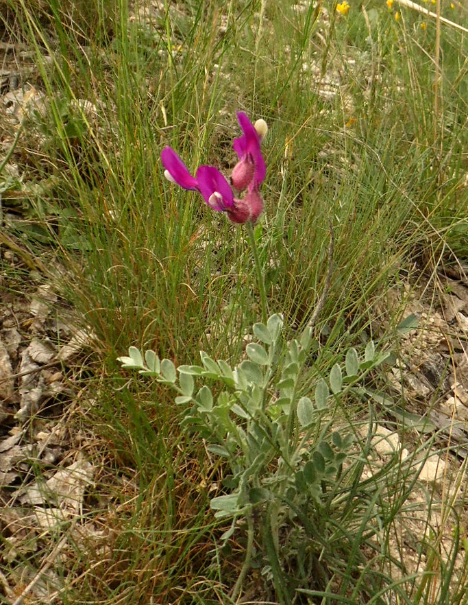 Image of Astragalus vesicarius var. albidus specimen.