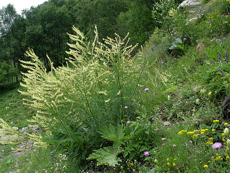 Image of Astragalus galegiformis specimen.