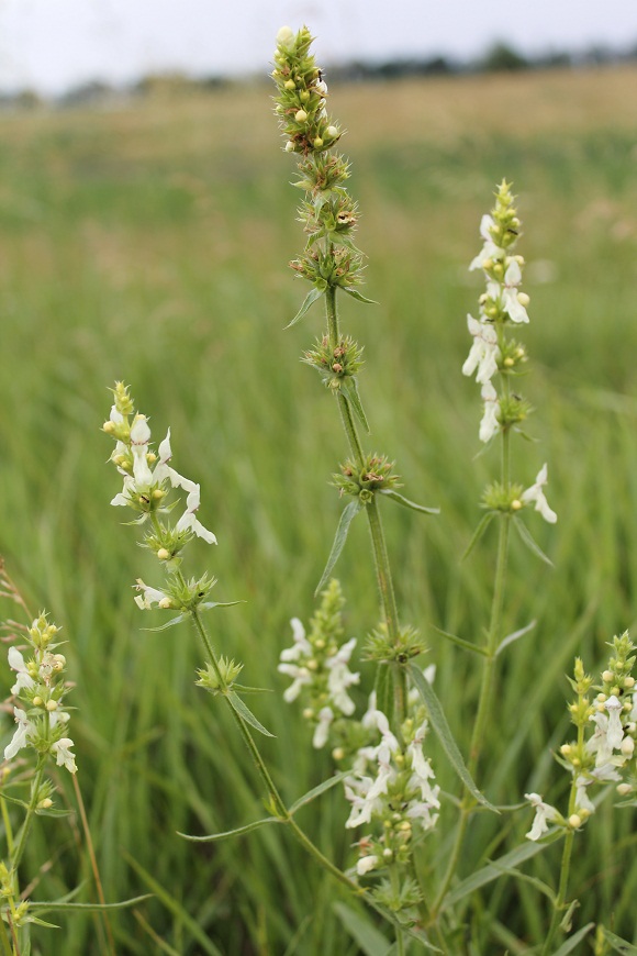 Изображение особи Stachys krynkensis.