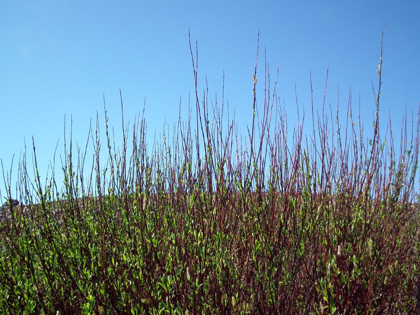 Изображение особи Salix phylicifolia.