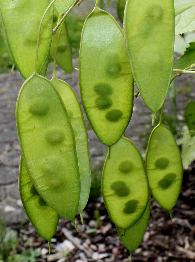 Image of Lunaria rediviva specimen.