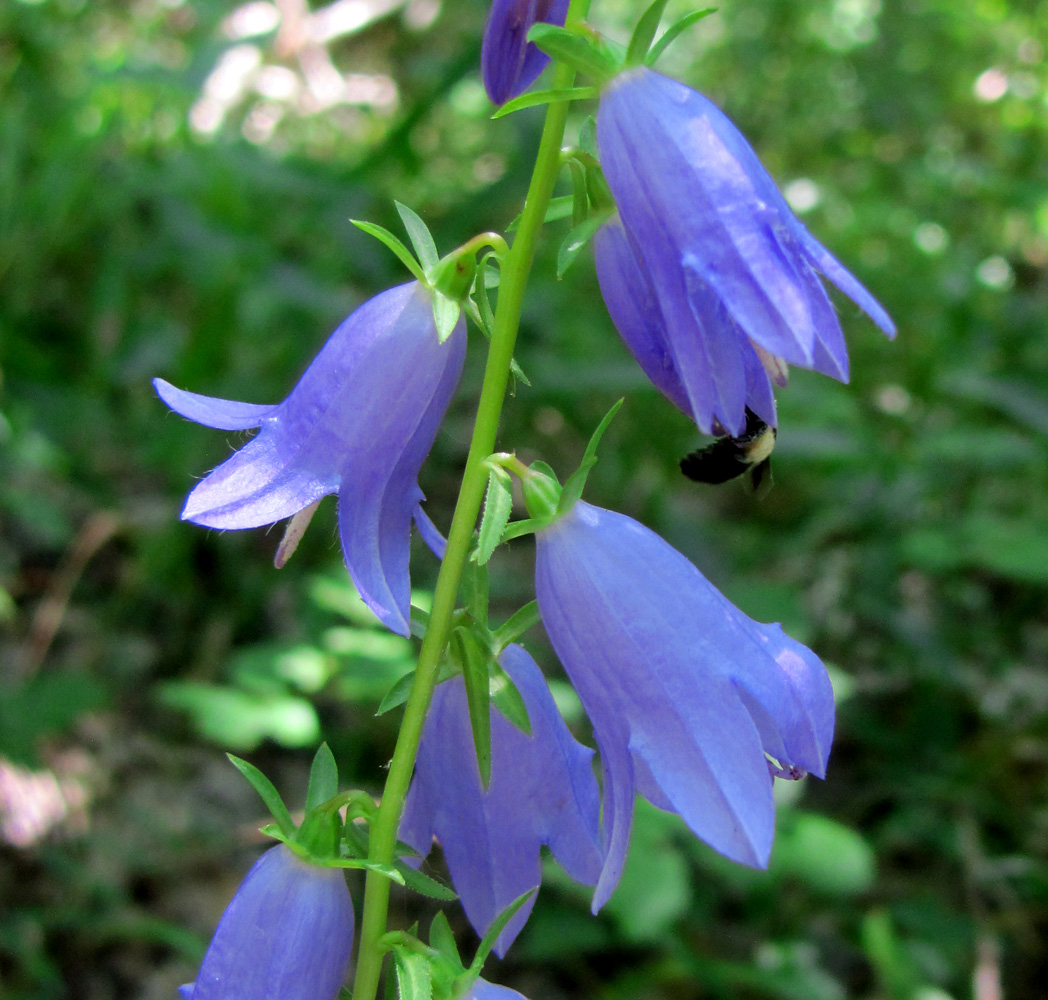 Изображение особи Campanula rapunculoides.