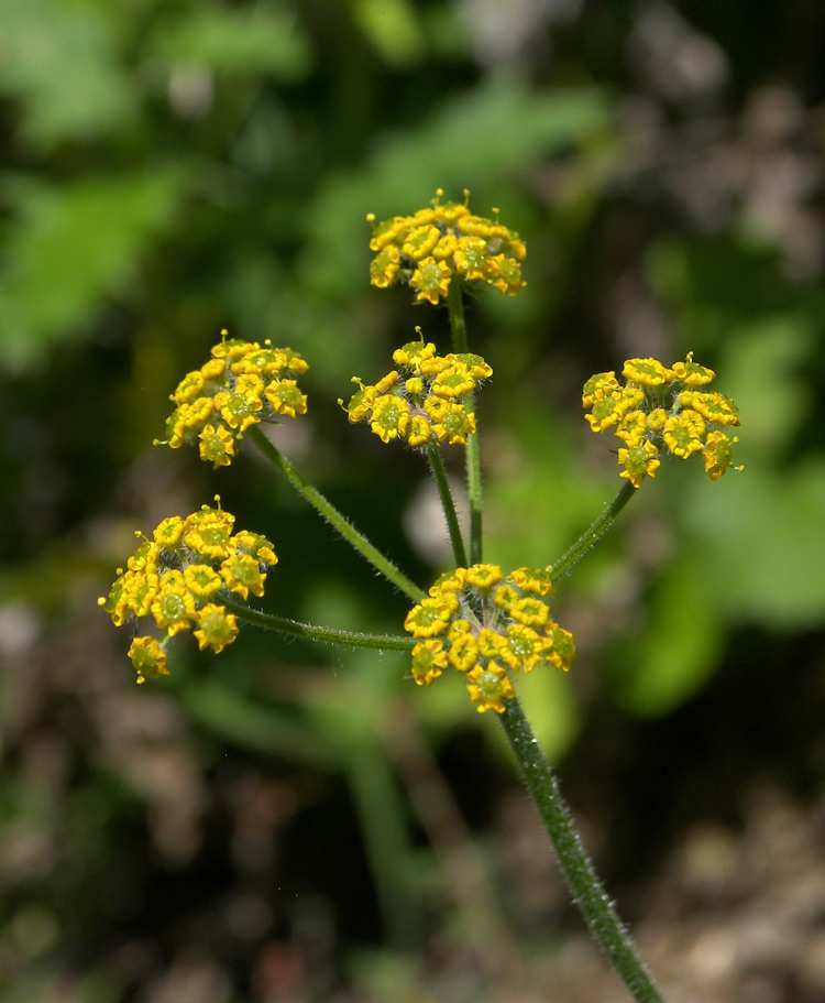 Image of Pastinaca aurantiaca specimen.