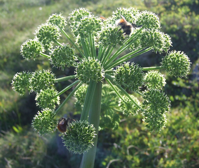 Image of Archangelica officinalis specimen.