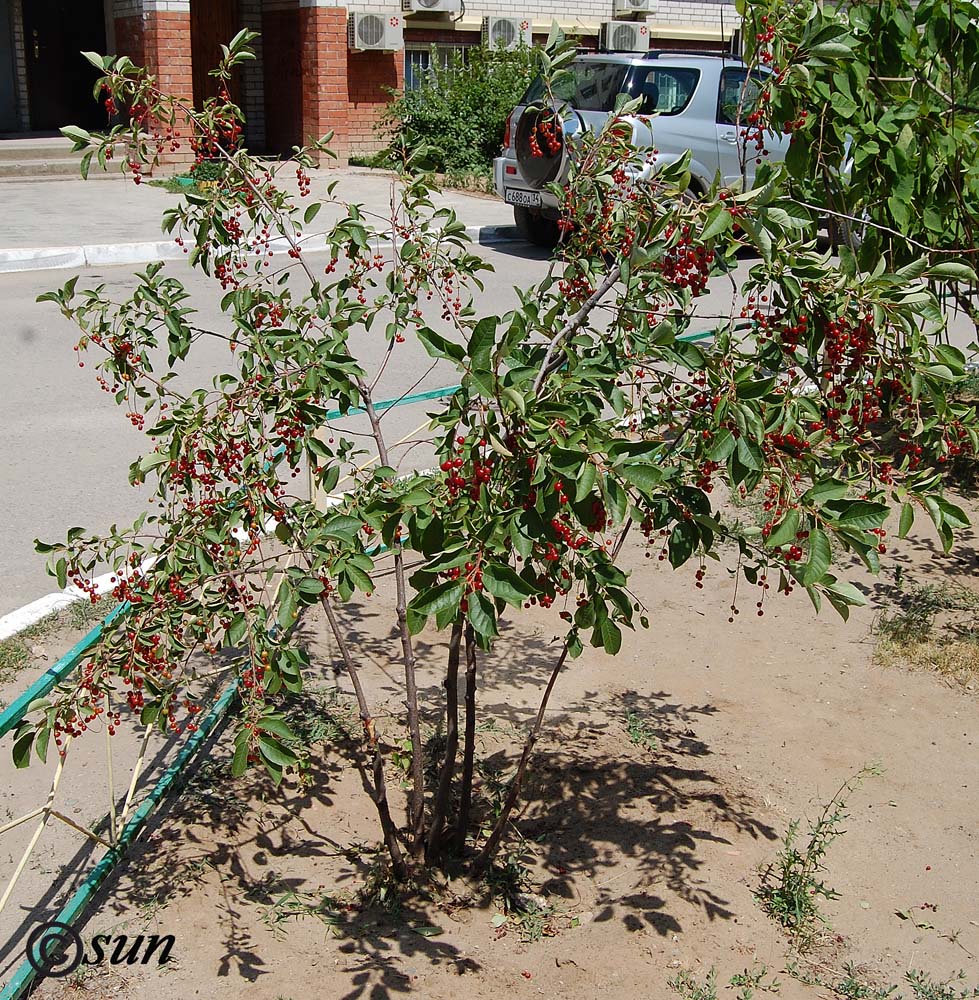 Image of Padus virginiana specimen.