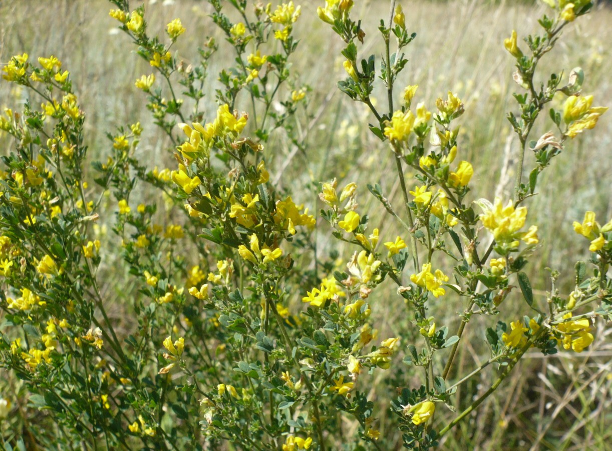 Изображение особи Medicago falcata.