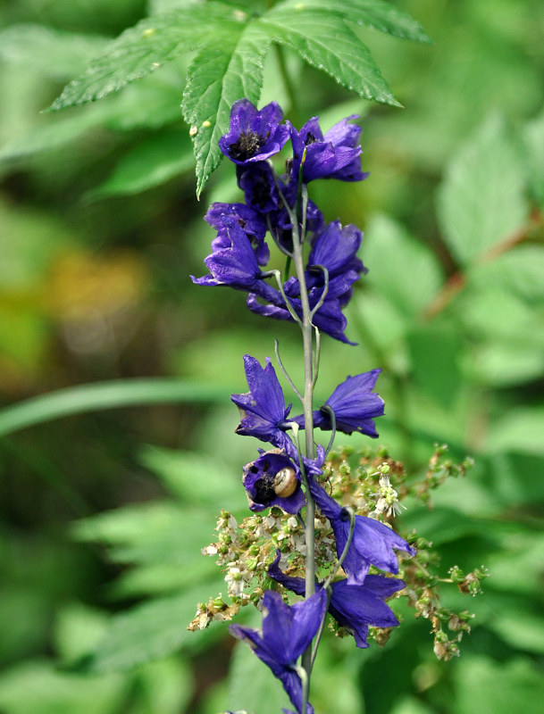 Image of Delphinium elatum specimen.