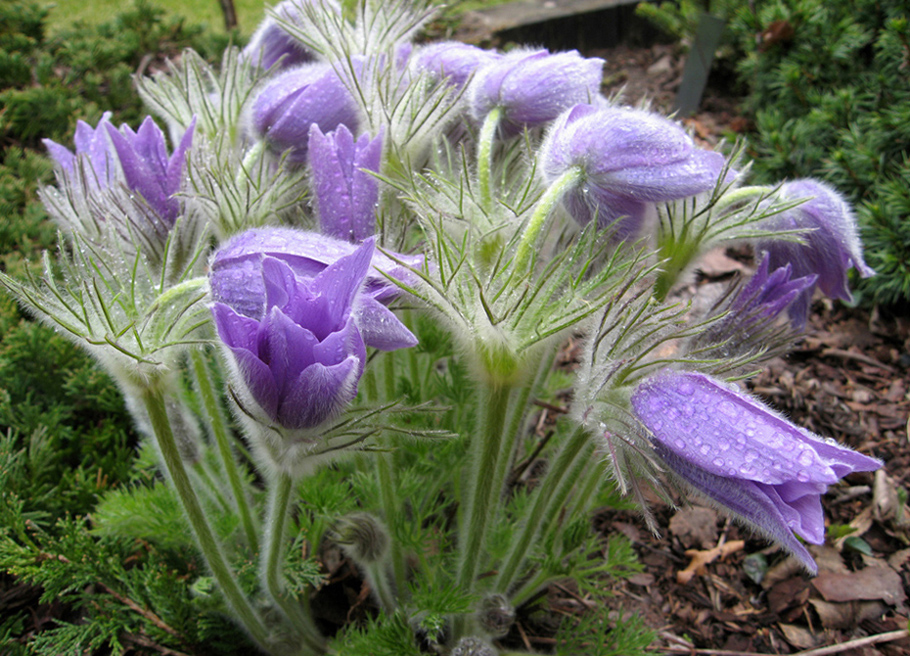 Image of genus Pulsatilla specimen.