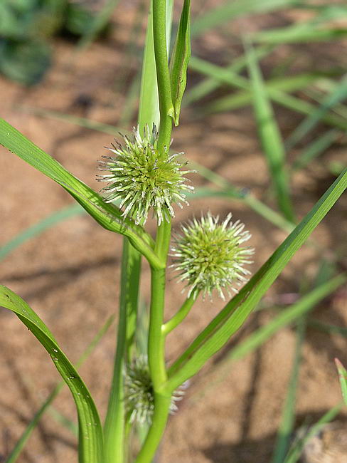 Image of Sparganium emersum specimen.