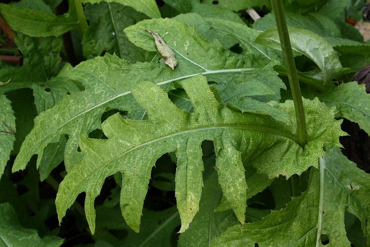 Изображение особи Cirsium oleraceum.