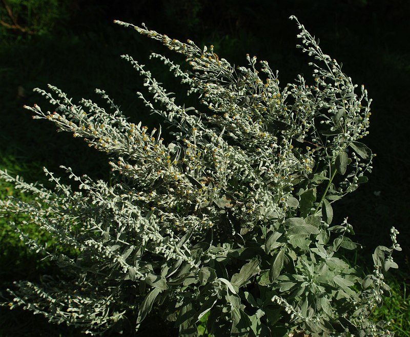 Изображение особи Artemisia stolonifera.