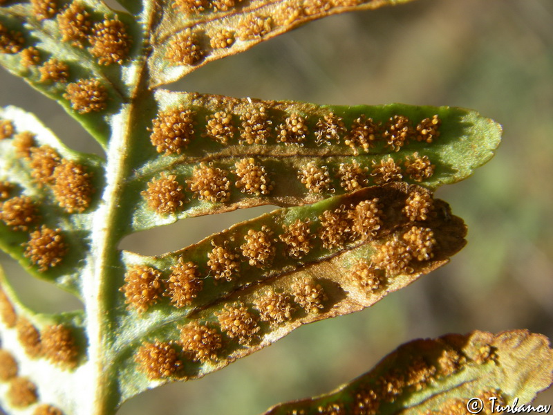 Изображение особи Polypodium vulgare.