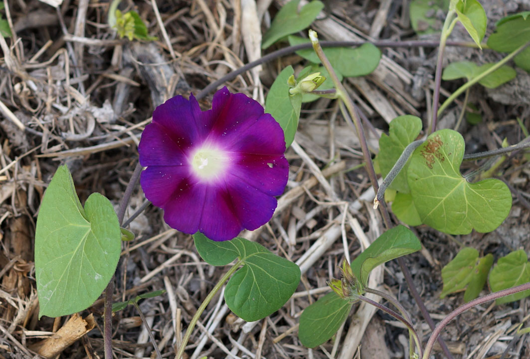 Image of Ipomoea purpurea specimen.