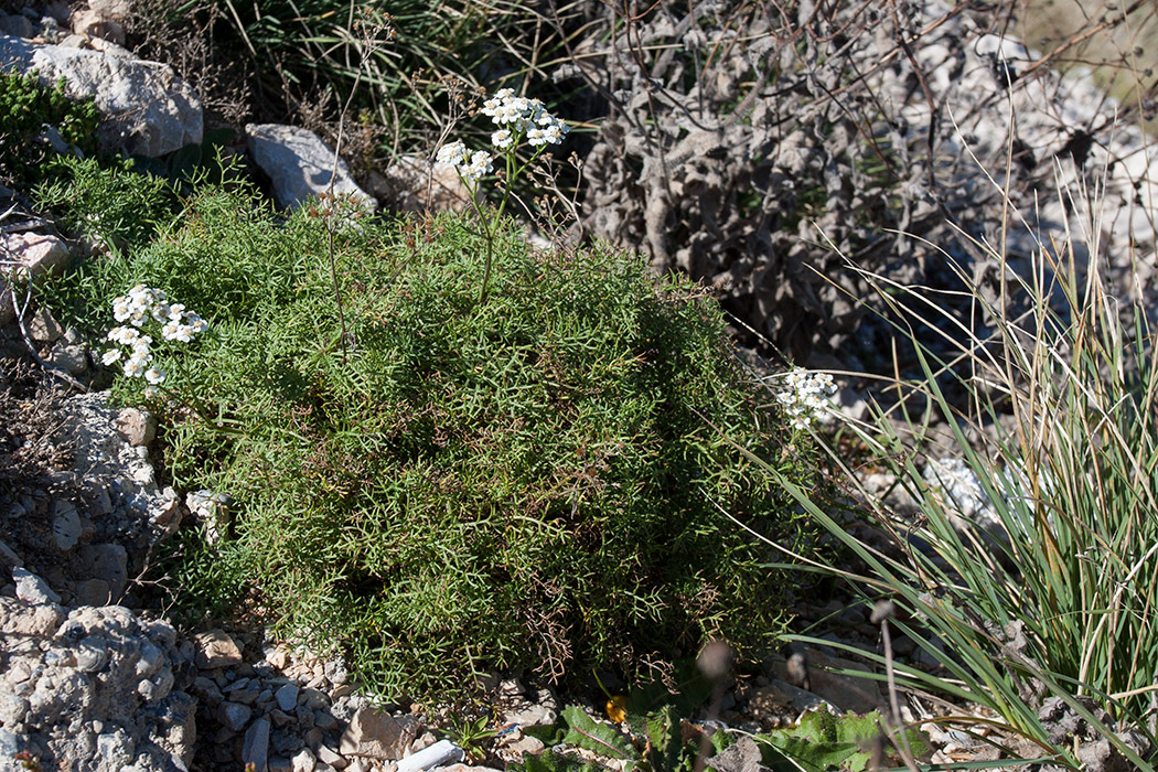 Изображение особи Achillea abrotanoides.