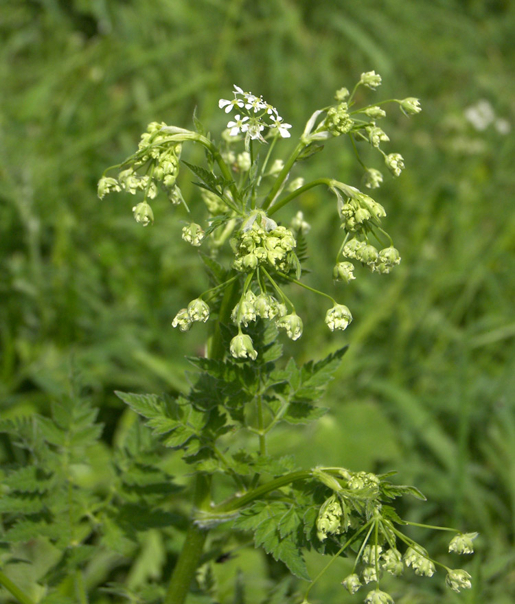 Изображение особи Anthriscus velutina.