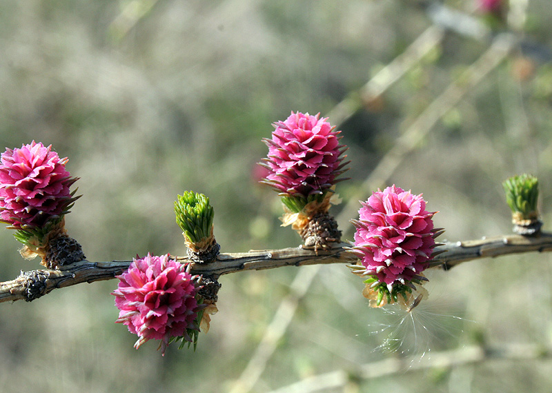 Изображение особи Larix decidua.