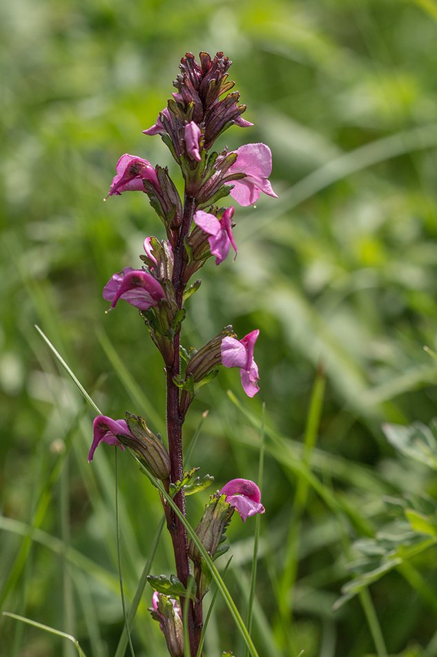 Изображение особи Pedicularis nordmanniana.