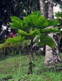 Licuala peltata разновидность sumawongii. Вегетирующее растение. Таиланд, национальный парк Си Пханг-нга. 19.06.2013.