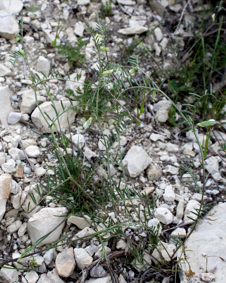 Изображение особи Vicia gracilior.