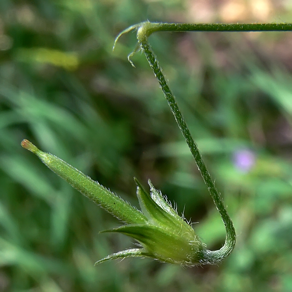 Image of Geranium sibiricum specimen.