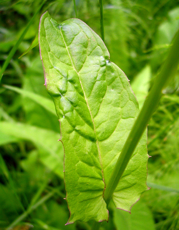 Image of Crepis paludosa specimen.