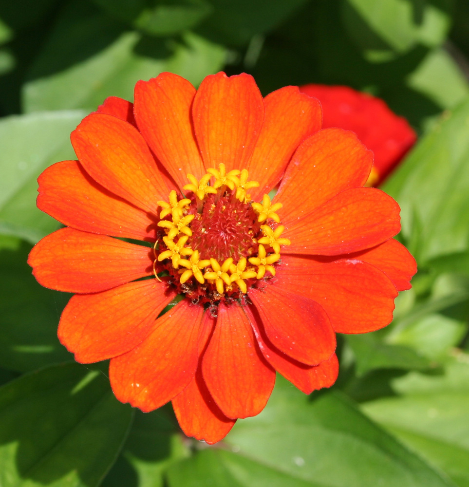 Image of Zinnia elegans specimen.